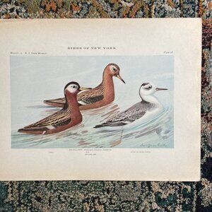 Ornithological Bird Print Original